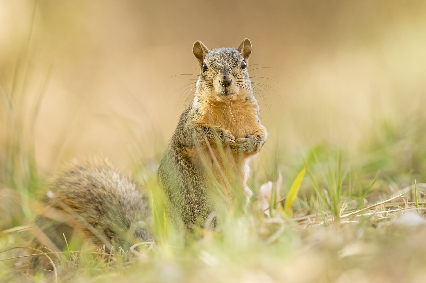 Fox squirrel Ketring
